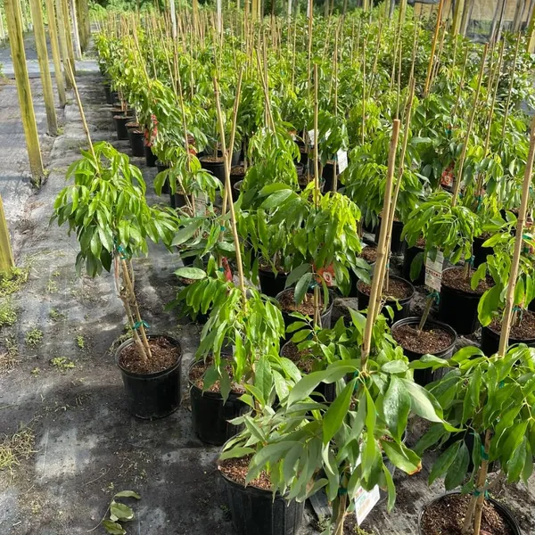 Thai_Hybrid_Seedless_Litchi_Dwarf_Variety_Fruit_Plant