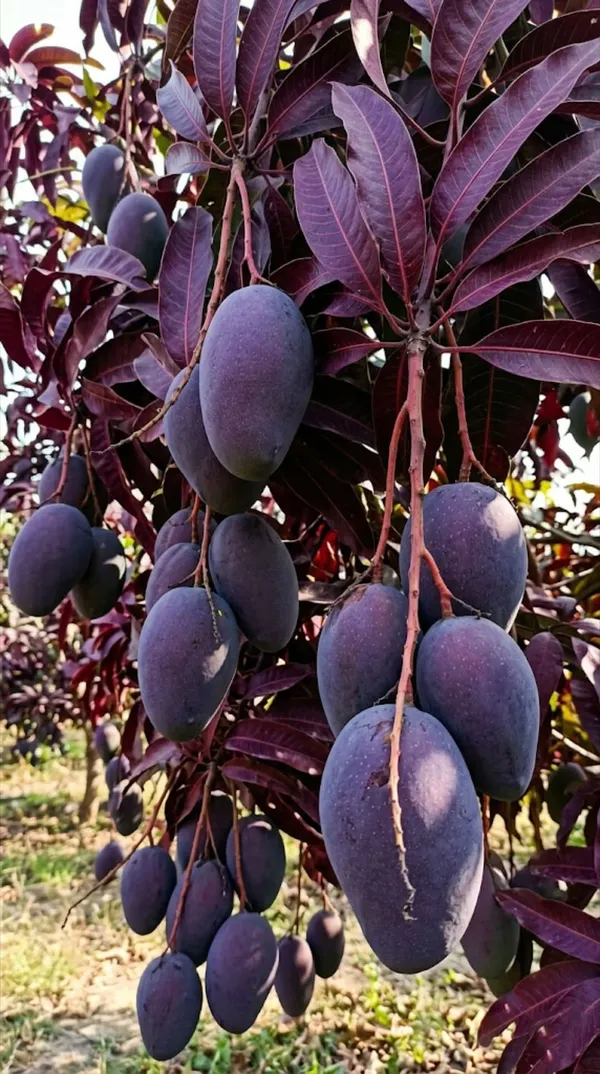Kasturi_Black_Mango_Hybrid_Grafted_Fruit_Plant_(Pack_Of_-_1)