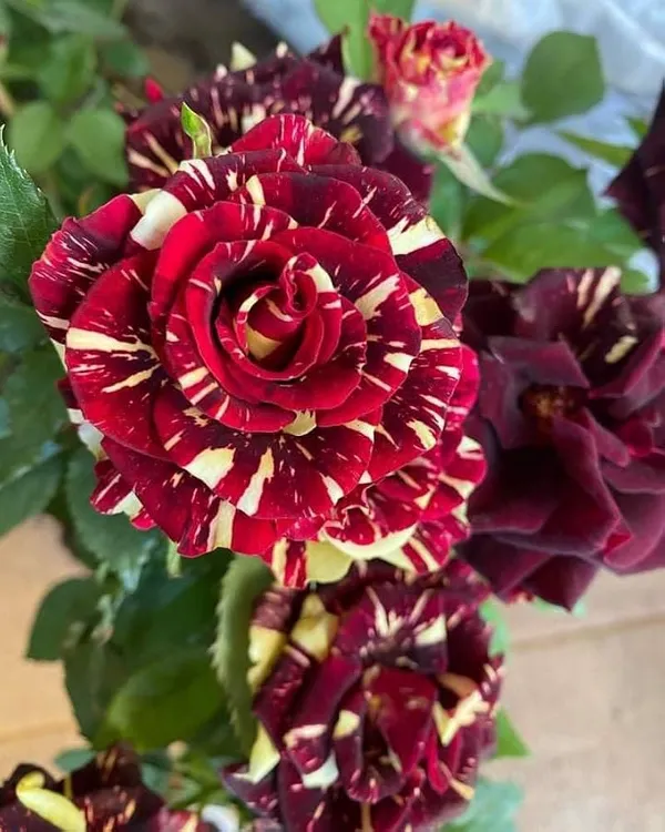 Rare_Hybrid_Rose_Multicolour_Flower_Live_Plant_(Pack_Of_-_1)