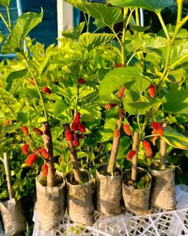 Mulberry_Shahtoot_Hybrid_Fruit_Plant_Brazilian_Variety