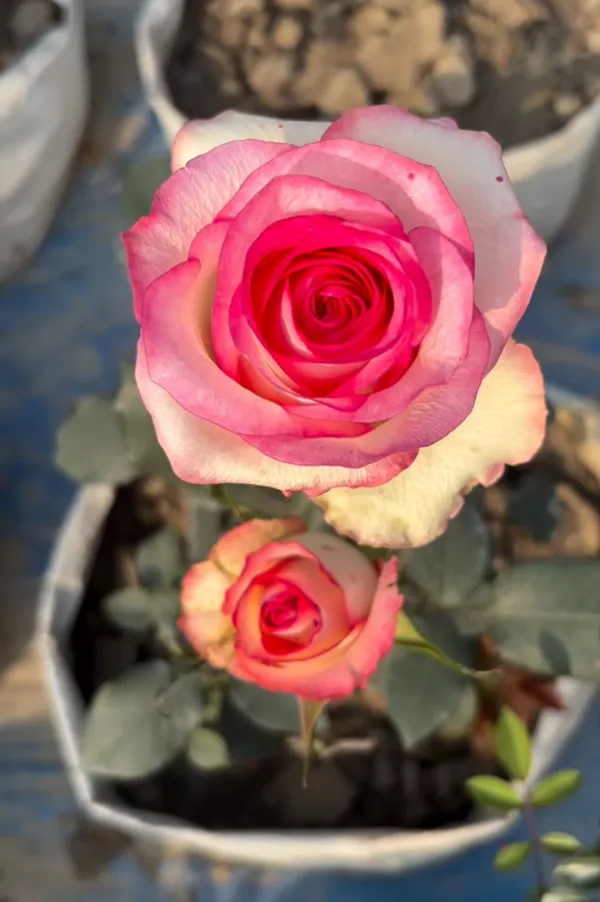 Rare_Hybrid_Rose_Flower_Live_Plant_(Pack_Of_-_1)