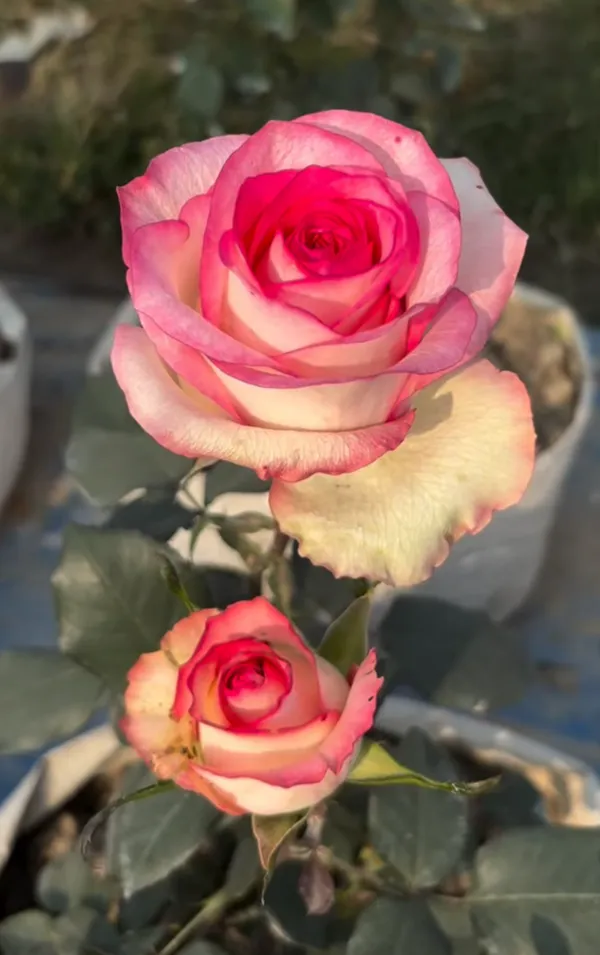 Rare_Hybrid_Rose_Flower_Live_Plant_(Pack_Of_-_1)