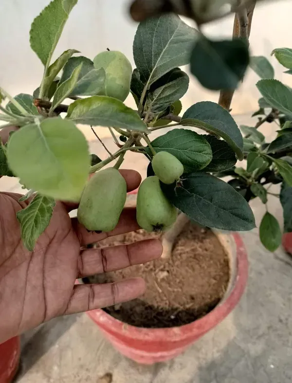 Hot_Climate_HR_99_Apple_Hybrid_Air_Learning_Fruit_Plant_(Pack_Of_-_1)