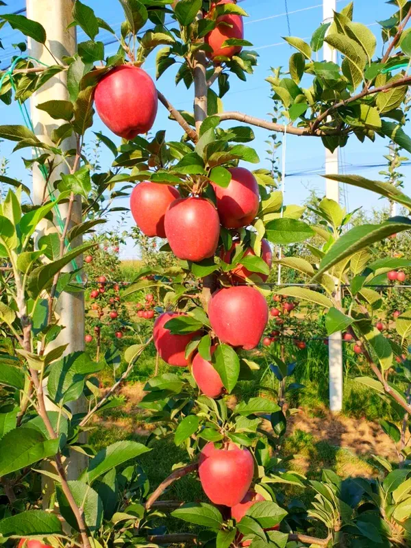 Hot_Climate_HR_99_Apple_Hybrid_Air_Learning_Fruit_Plant_(Pack_Of_-_1)