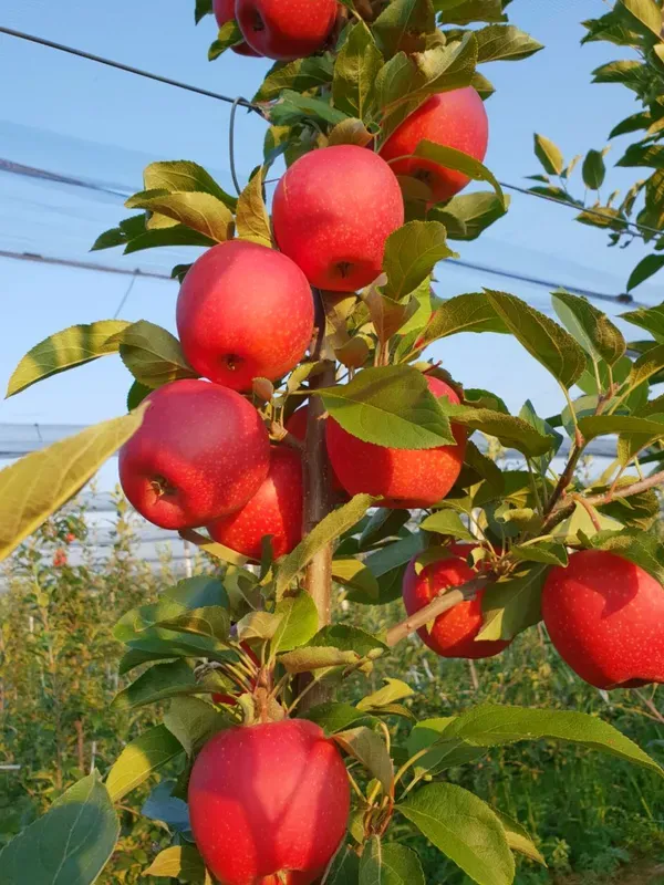 Hot_Climate_HR_99_Apple_Hybrid_Air_Learning_Fruit_Plant_(Pack_Of_-_1)