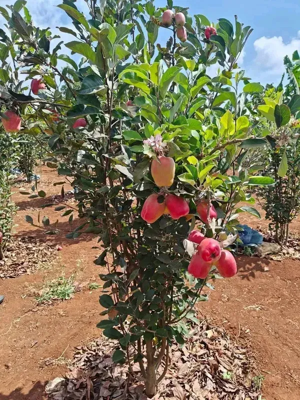 Hot_Climate_HR_99_Apple_Hybrid_Air_Learning_Fruit_Plant_(Pack_Of_-_1)