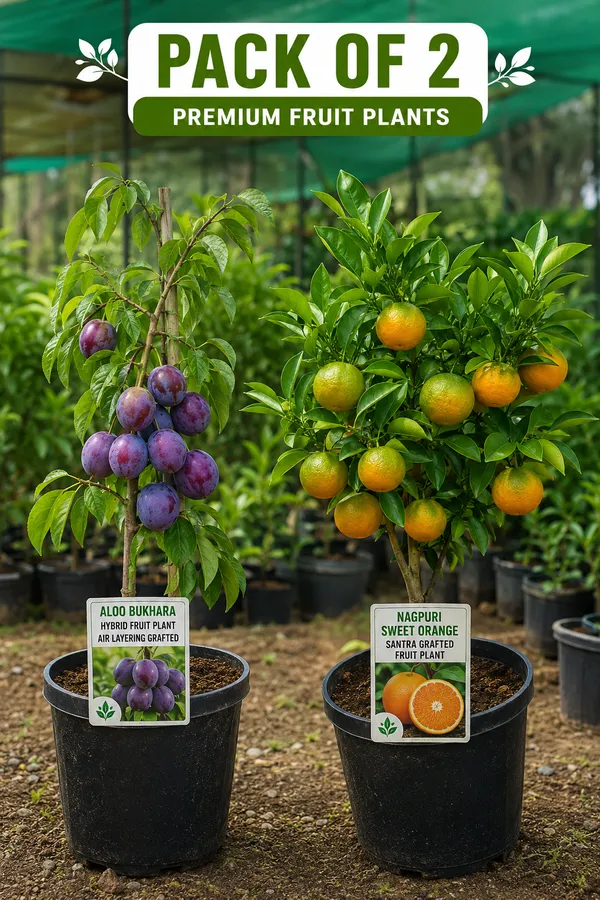 Pack_of_2_Aloo_Bukhara_Hybrid_Fruit_Plant_Air_Layering_Grafted_+_Nagpuri_Sweet_Orange_Santra_Grafted_Fruit_Plant