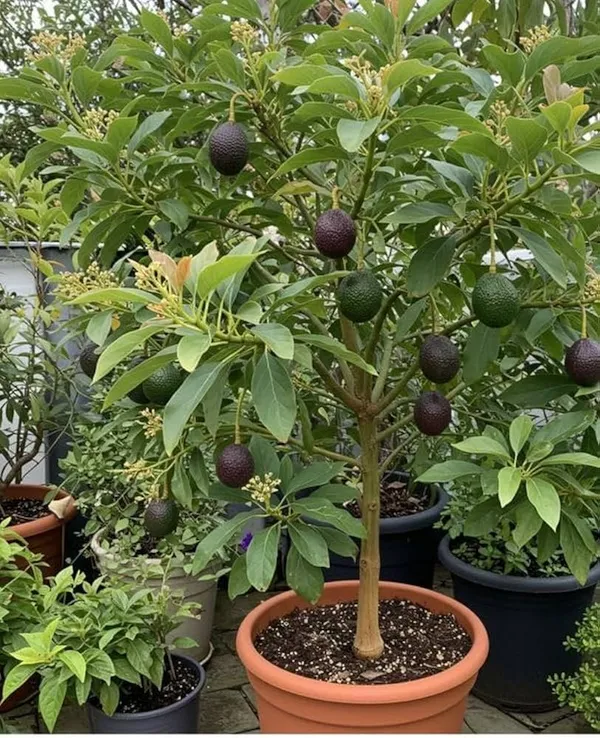 Thai_Hass_Variety_Avocado_Hybrid_Fruit_Seedling_Plant_(Pack_Of_-_1)