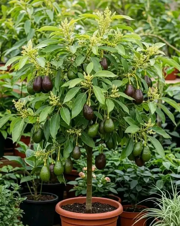 Thai_Hass_Variety_Avocado_Hybrid_Fruit_Seedling_Plant_(Pack_Of_-_1)