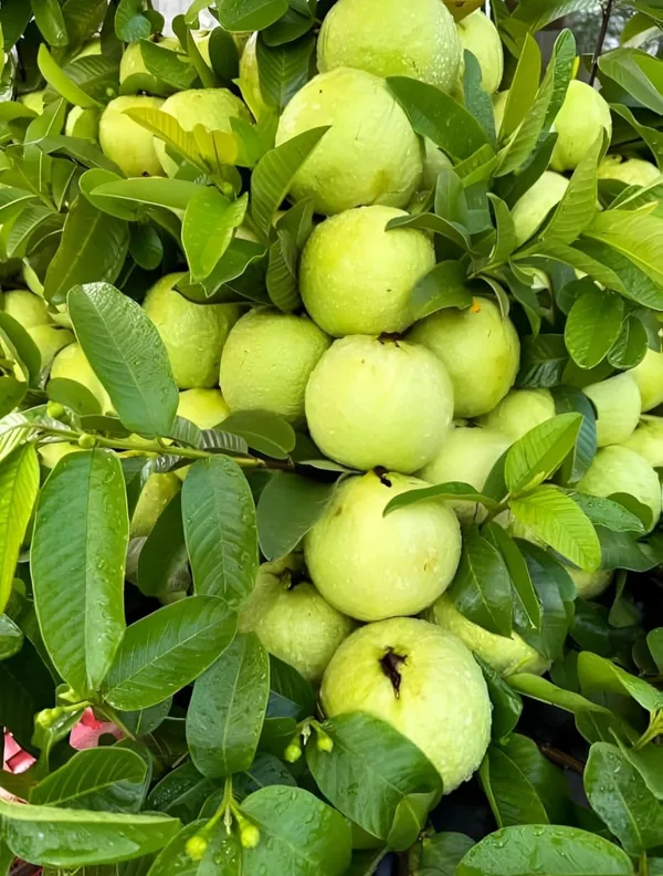 Thai_Sweet_Guava/Amrud_Hybrid_Fruit_Grafted_Plant_(Pack_Of_-_1)