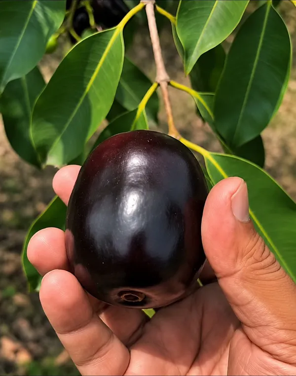 Pack_Of_-_2__Kg_10_Black_Jamun_Hybrid_Grafted_Fruit_Plant_Combo_Pack_