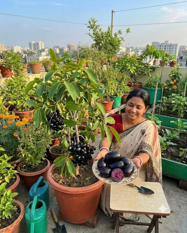 Pack_Of_-_2__Kg_10_Black_Jamun_Hybrid_Grafted_Fruit_Plant_Combo_Pack_