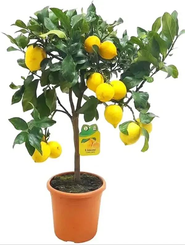 Australian_Red_Lemon_Hybrid_Fruit_Plant
