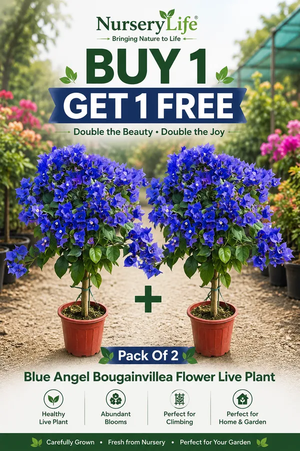 Pack_Of_2_Blue_Angel_Bougainvillea_Flower_Live_Plant