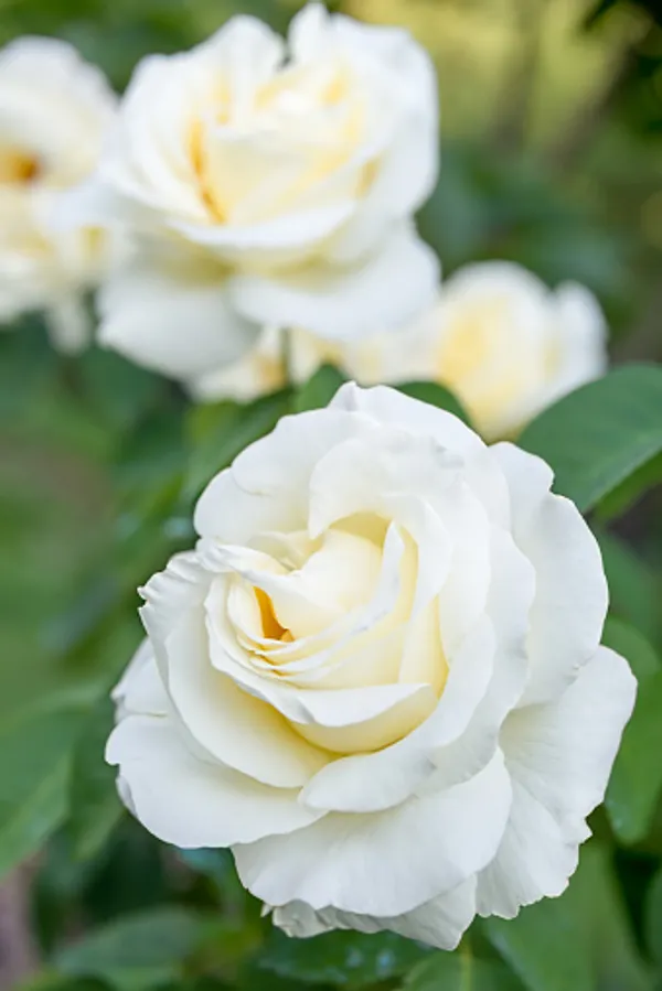 Rare_White_Quinn_Rose_Flower_Live_Plant_(_Pack_Of_-_1)