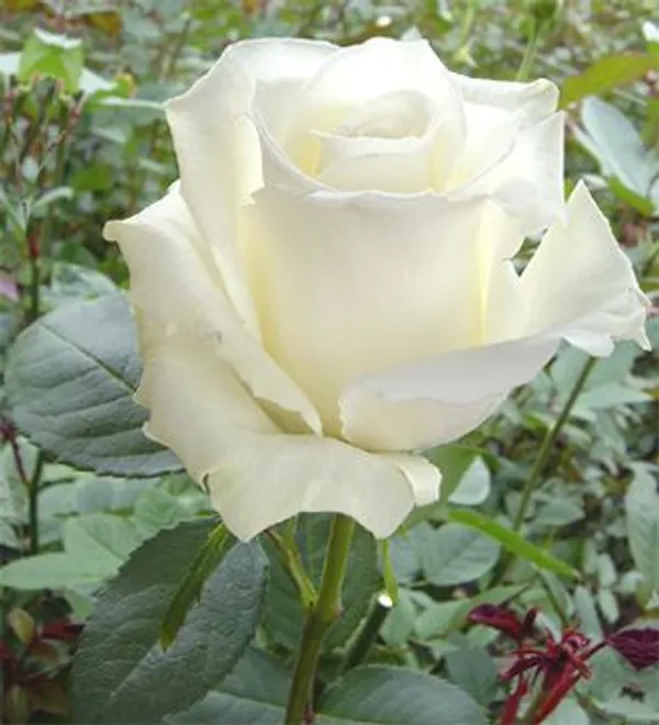 Rare_White_Quinn_Rose_Flower_Live_Plant_(_Pack_Of_-_1)