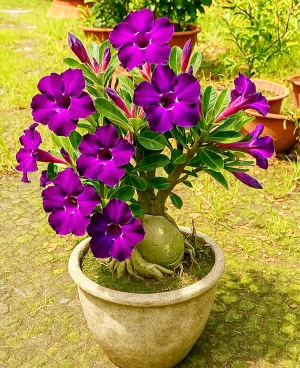 Adenium_Plant_Live_Combo_Without_Pot_Bonsai_Multi_Petal_Desert_Rose_Set_Of_Plants_|_All_Plants_Are_Seedling_Plants