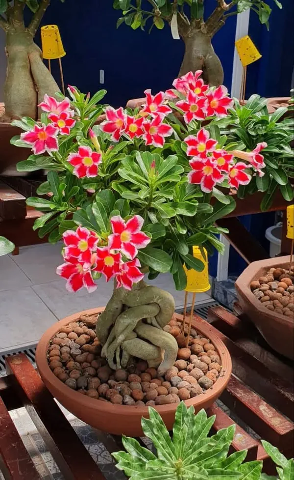Adenium_Plant_Live_Combo_Without_Pot_Bonsai_Multi_Petal_Desert_Rose_Set_Of_Plants_|_All_Plants_Are_Seedling_Plants