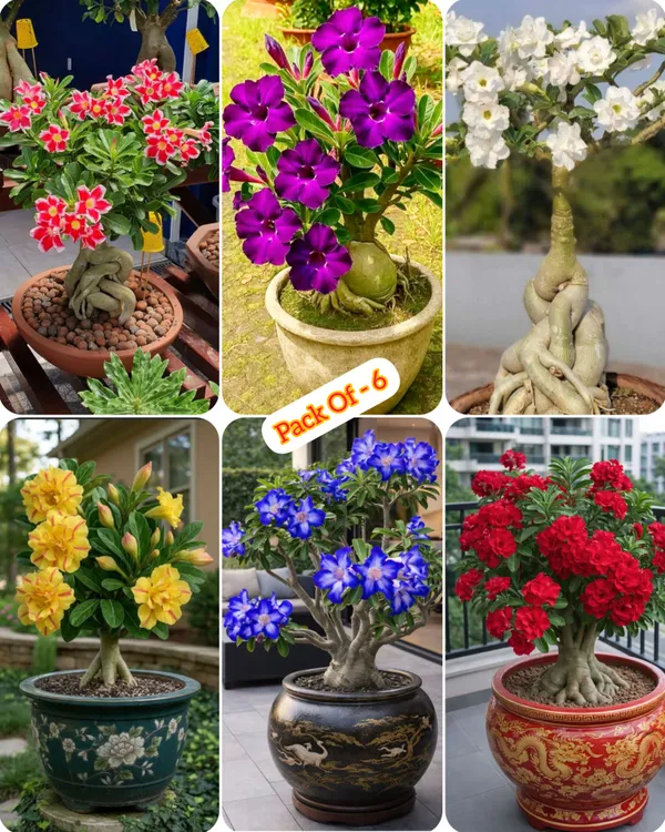 Adenium_Plant_Live_Combo_Without_Pot_Bonsai_Multi_Petal_Desert_Rose_Set_Of_Plants_|_All_Plants_Are_Seedling_Plants