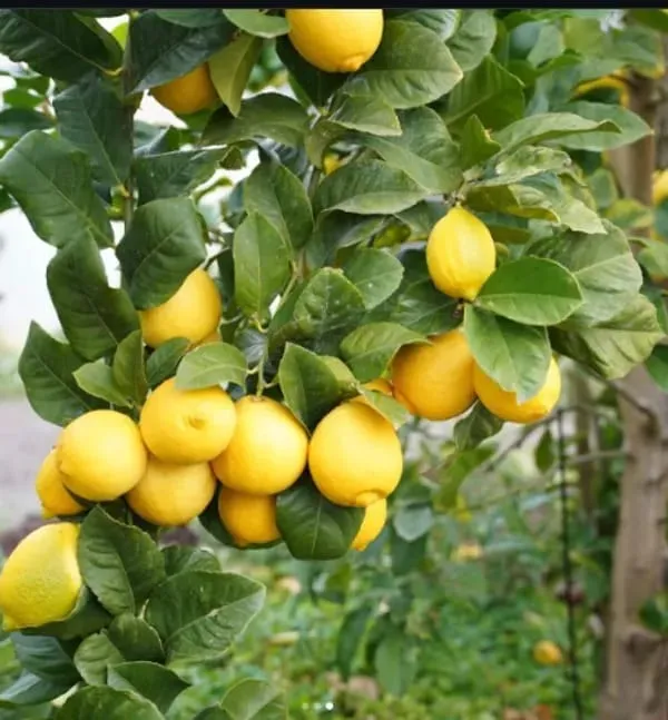 Australian_Red_Lemon_Hybrid_Fruit_Plant_Air_Layering_Grafted