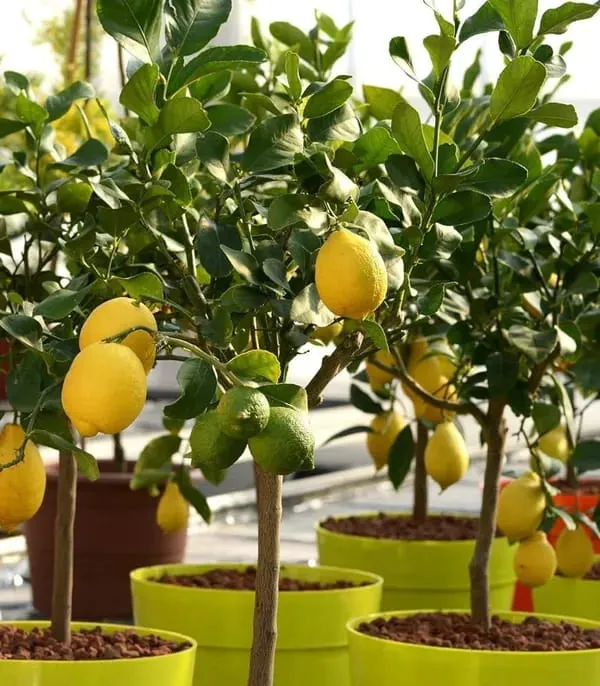 Australian_Red_Lemon_Hybrid_Fruit_Plant_Air_Layering_Grafted