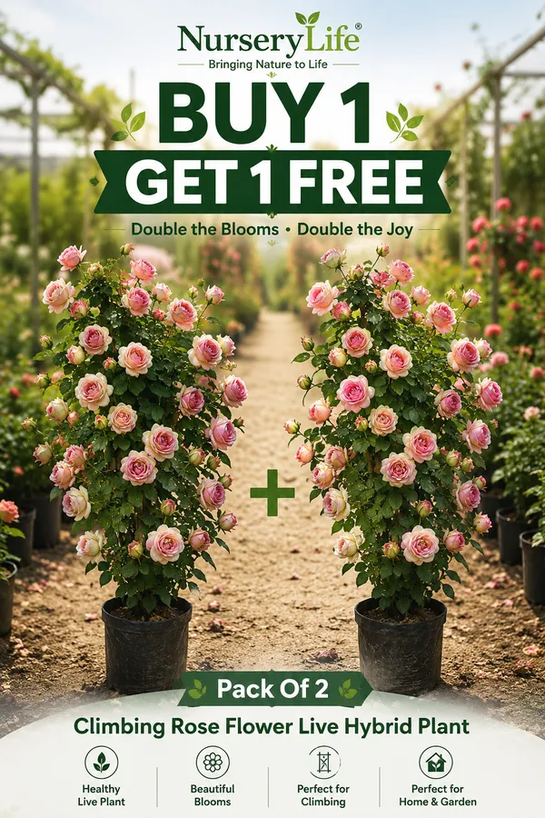 Pack_Of_2_Climbing_Rose_Flower_Live_Hybrid_Plant