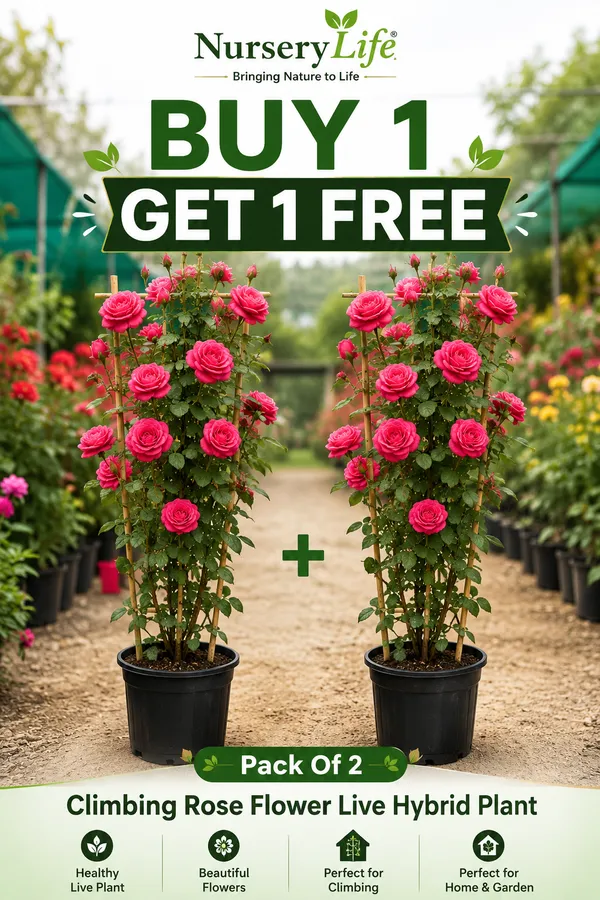 Pack_Of_2_Climbing_Rose_Flower_Live_Hybrid_Plant