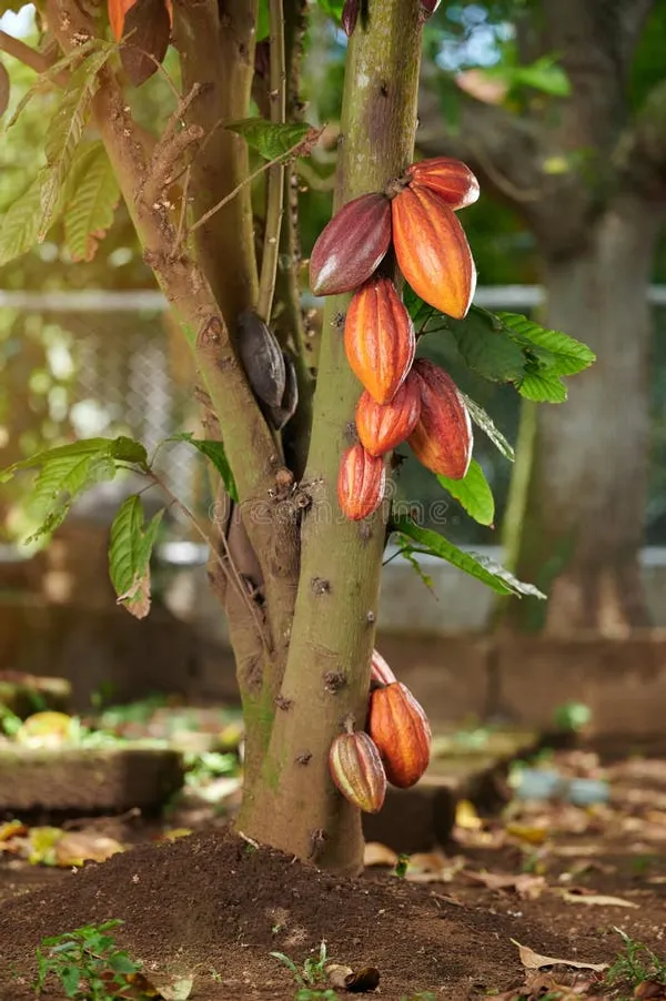 African_Cocoa_Chocolate_Hybrid_Fruit_Plant_(Pack_Of_-_1)