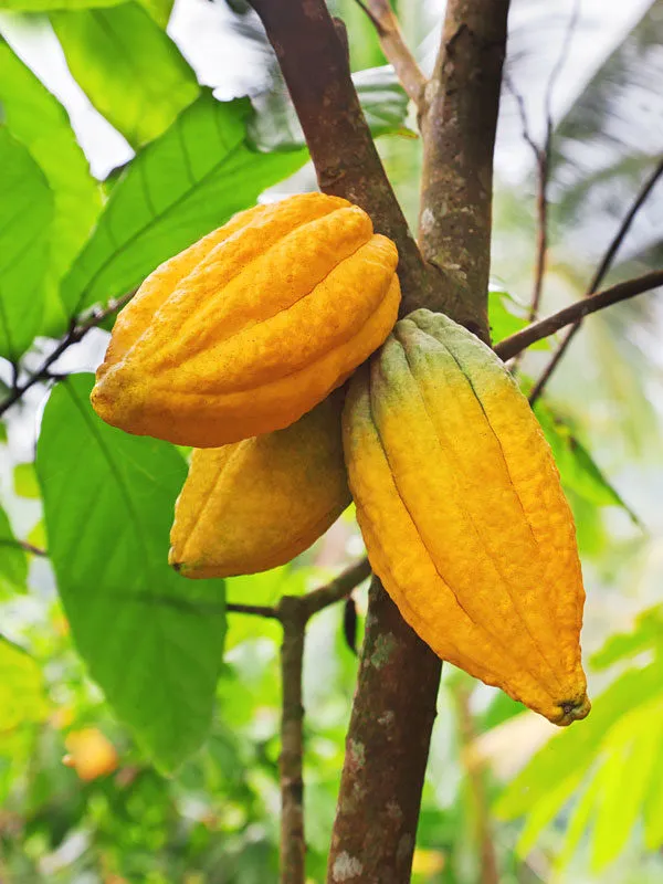 African_Cocoa_Chocolate_Hybrid_Fruit_Plant_(Pack_Of_-_1)