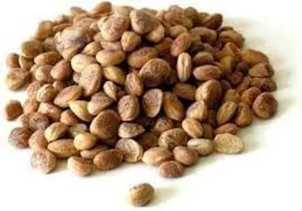 Natural_Fridge_Chironji_Seeds_-_100g_I_Raw_Charoli_I_Enjoy_the_taste_of_Pure_Products_I_Chemical_&_Pesticide_Free_I_Organic_SUPERFOODS_I_Organic_Chironji_Seeds