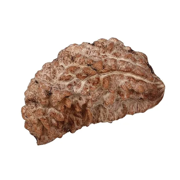 Original_1_Mukhi_Rudraksha_Bead_–_Certified_Natural_&_Lab_Tested_|_For_Meditation,_Peace,_Spiritual_Growth_|_Ratna_Shree-Nepali