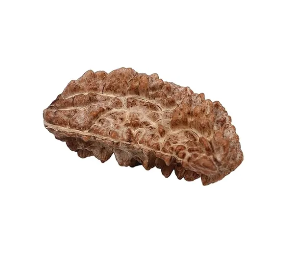 Original_1_Mukhi_Rudraksha_Bead_–_Certified_Natural_&_Lab_Tested_|_For_Meditation,_Peace,_Spiritual_Growth_|_Ratna_Shree-Nepali