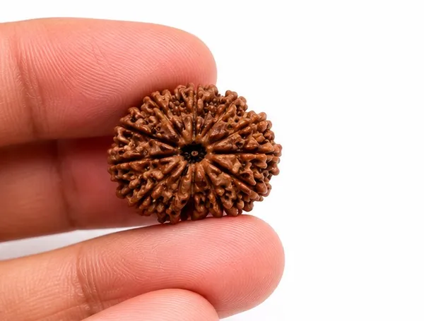 Ratna_Shree_13_Mukhi_Rudraksha_(Nepal_Origin)_|_Original_Natural_13_Face_Rudraksha_Bead_|_Lab_Certified_Nepali_Rudraksh_for_Collection,_Puja_&_Spiritual_Use