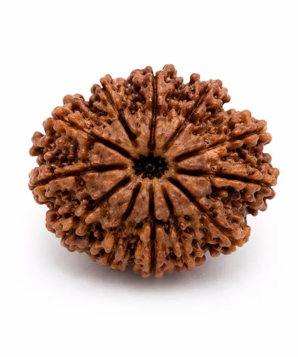 Ratna_Shree_13_Mukhi_Rudraksha_(Nepal_Origin)_|_Original_Natural_13_Face_Rudraksha_Bead_|_Lab_Certified_Nepali_Rudraksh_for_Collection,_Puja_&_Spiritual_Use