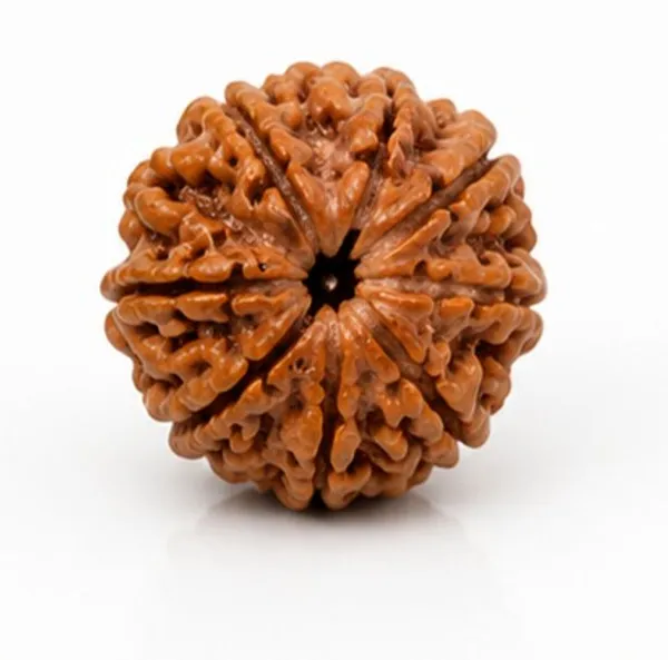 Ratna_Shree_7_Mukhi_Rudraksha_Original_Nepal_Lab_Certified_|_Natural_Seven_Face_Rudraksha_Bead_for_Pendant,_Bracelet,_Puja_&_Collection_|_Brown_Premium_Rudraksha