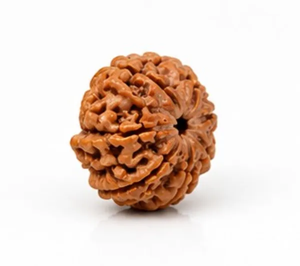 Ratna_Shree_7_Mukhi_Rudraksha_Original_Nepal_Lab_Certified_|_Natural_Seven_Face_Rudraksha_Bead_for_Pendant,_Bracelet,_Puja_&_Collection_|_Brown_Premium_Rudraksha