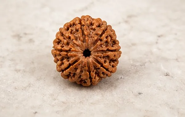 Ratna_Shree_7_Mukhi_Rudraksha_Original_Nepal_Lab_Certified_|_Natural_Seven_Face_Rudraksha_Bead_for_Pendant,_Bracelet,_Puja_&_Collection_|_Brown_Premium_Rudraksha