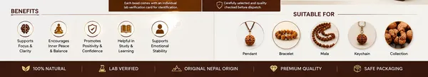 Ratna_Shree_Natural_3_Mukhi_Rudraksha_Bead_Nepali_Original_Round_Brown_Rudraksha_with_Lab_Certification_Card_for_Pendant_Bracelet_Mala_Puja_Collection_Spiritual_Gift