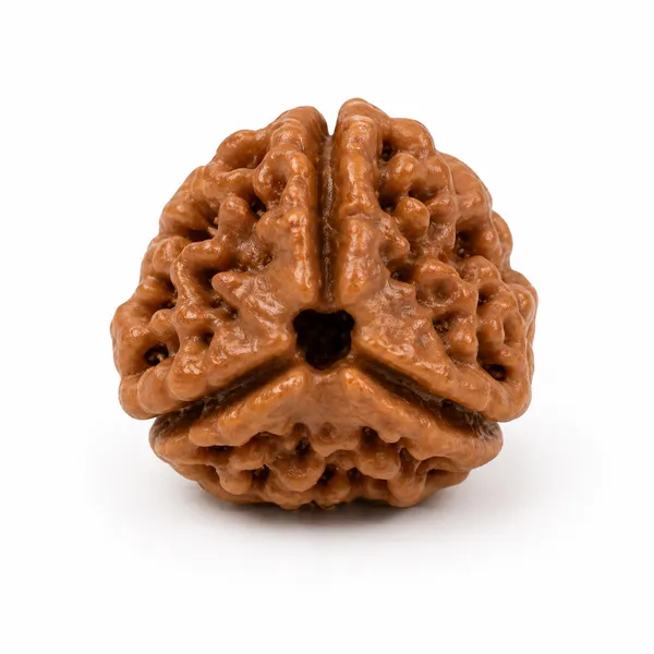Ratna_Shree_Natural_3_Mukhi_Rudraksha_Bead_Nepali_Original_Round_Brown_Rudraksha_with_Lab_Certification_Card_for_Pendant_Bracelet_Mala_Puja_Collection_Spiritual_Gift