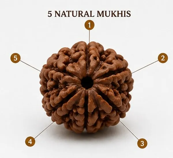 Ratna_Shree_Natural_5_Mukhi_Rudraksha_Bead_Lab_Certified_Original_Nepal_Rudraksha_for_Pendant_Bracelet_Mala_Puja_Collection_Brown_Round_Rudraksh_Seed