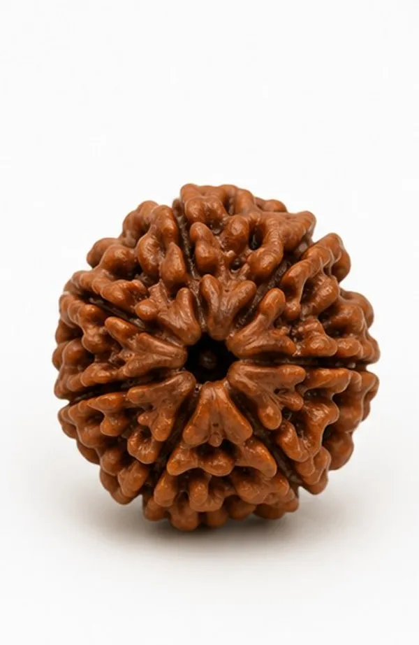 Ratna_Shree_Natural_6_Mukhi_Rudraksha_Bead_Lab_Certified_Original_Nepal_Rudraksh_|_Six_Face_Rudraksha_for_Pendant_Bracelet_Puja_Collection_&_Spiritual_Use