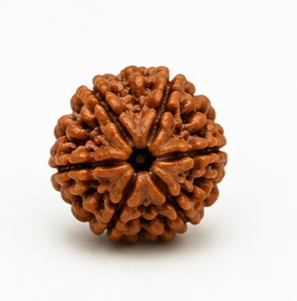 Ratna_Shree_Natural_6_Mukhi_Rudraksha_Bead_Lab_Certified_Original_Nepal_Rudraksh_|_Six_Face_Rudraksha_for_Pendant_Bracelet_Puja_Collection_&_Spiritual_Use