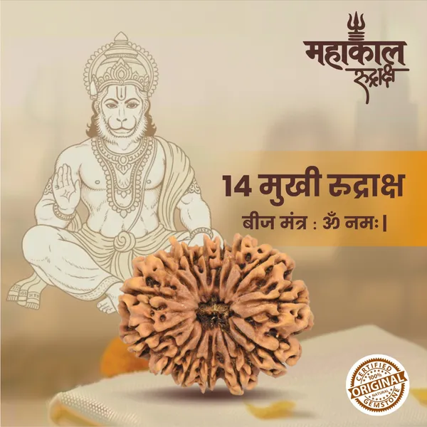 Original_14_Mukhi_Rudraksha_|_Nepali_Abhimantrit