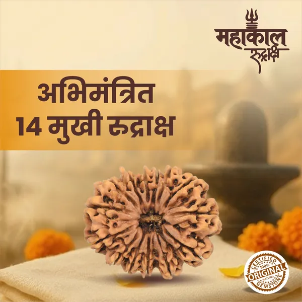 Original_14_Mukhi_Rudraksha_|_Nepali_Abhimantrit