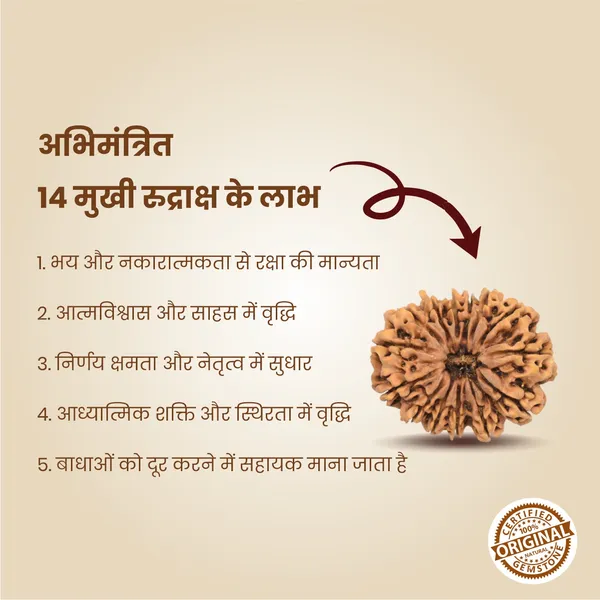 Original_14_Mukhi_Rudraksha_|_Nepali_Abhimantrit