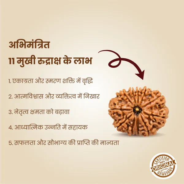 Original_11_Mukhi_Rudraksha_|_Nepali_Abhimantrit