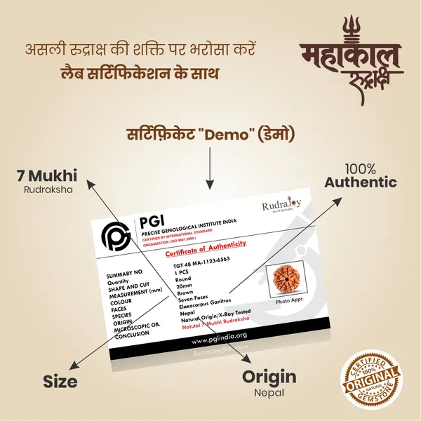Original_7_Mukhi_Rudraksha_|_Nepali_Abhimantrit