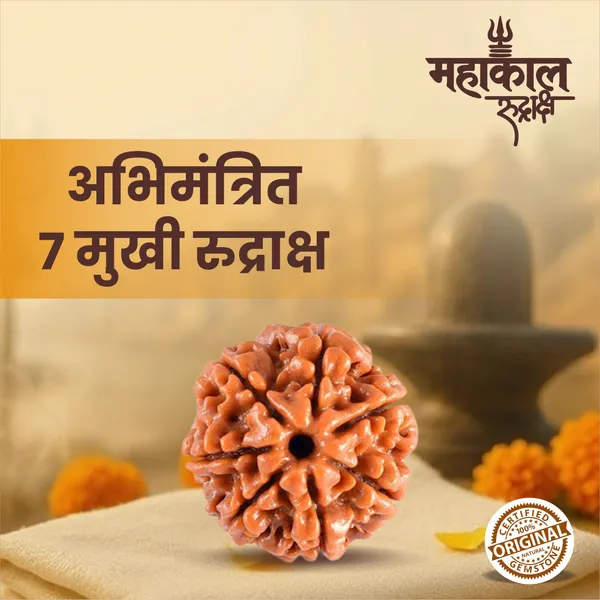 Original_7_Mukhi_Rudraksha_|_Nepali_Abhimantrit