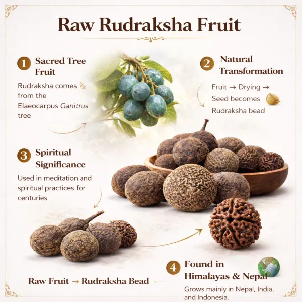 5_Mystery_Rudraksha_�_Scratch_&_Reveal_Your_Sacred_Rudraksha