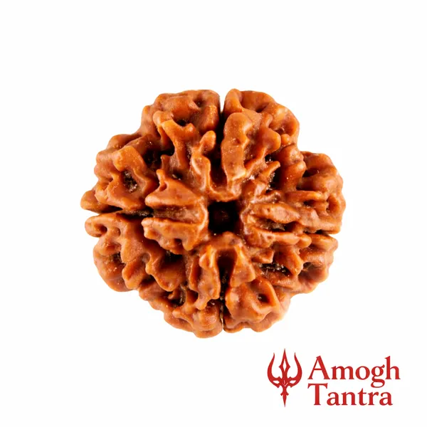4_Mukhi_Nepali_Rudraksha_(Govt_Lab_Certified)